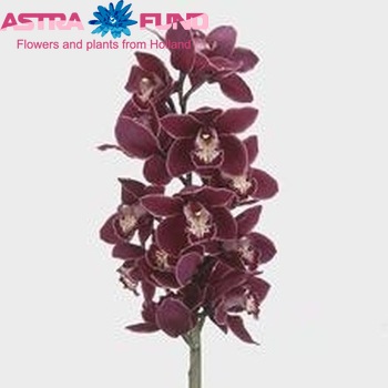 Cymbidium grootbloemig per tak Red Velvet Henriette '...' photo