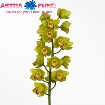 Cymbidium grootbloemig per tak Waylands Guard 'Ali' foto