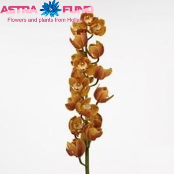 Cymbidium grootlbloemig per tak 'Amalia' foto