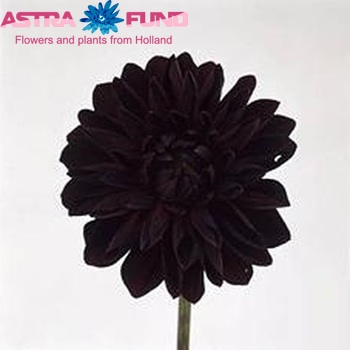 Dahlia 'Arabian Night' zdjęcie