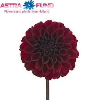 Dahlia 'Atlanta' zdjęcie