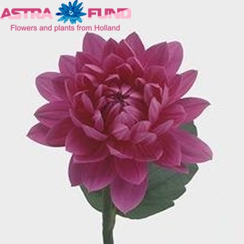 Dahlia 'Barcalona' zdjęcie