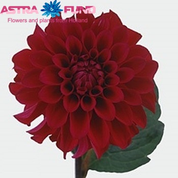 Dahlia 'Black Barbara' zdjęcie