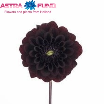 Dahlia 'Black Diamond' zdjęcie