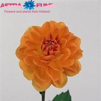 Dahlia 'Chanel' foto