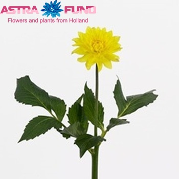 Dahlia Decor Grp 'American Sun' Foto