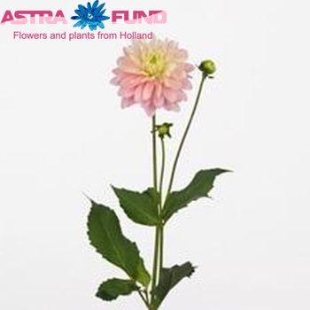 Dahlia Decor Grp 'Deveril' Foto