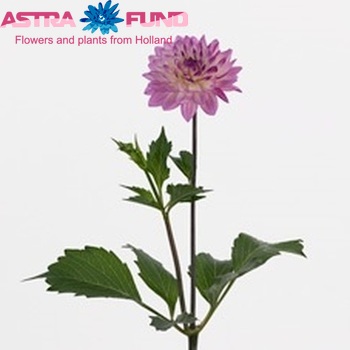 Dahlia Decor Grp 'Oriental Dream' foto