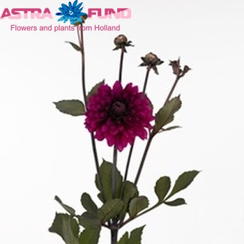 Dahlia Decor Grp 'Purple Flame' Foto