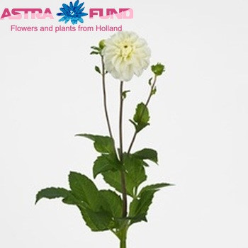 Dahlia Decor Grp 'Toscane Blanco' Foto