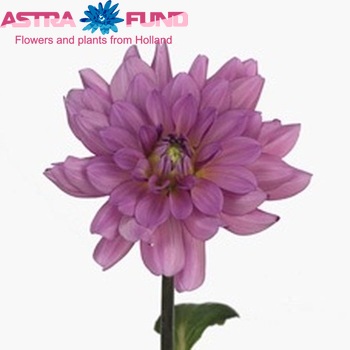 Dahlia Decor Grp 'Tower Gate' foto