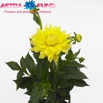 Dahlia Decor Grp 'Yellow Passion' Foto