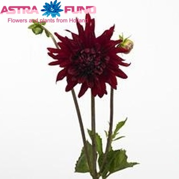 Dahlia 'Diorella' Foto