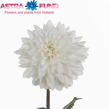 Dahlia 'Eternal Snow' Foto