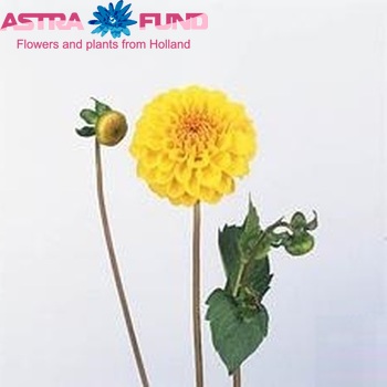 Dahlia 'Golden Scepter' zdjęcie