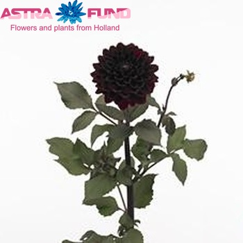 Dahlia 'Karma Choc' zdjęcie