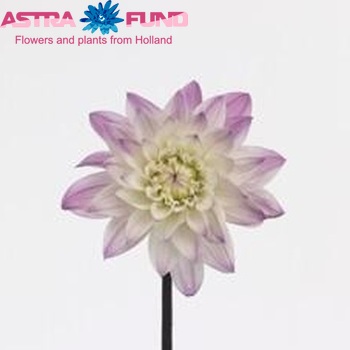 Dahlia 'Karma Prospero' foto