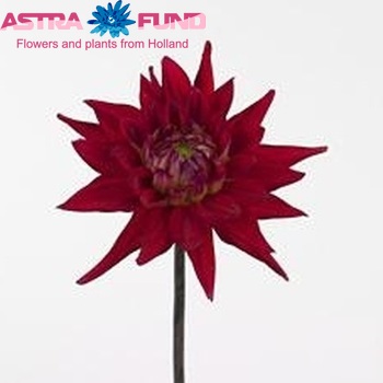 Dahlia 'Karma Red Corona' zdjęcie