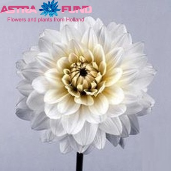 Dahlia 'Karma Serena' zdjęcie