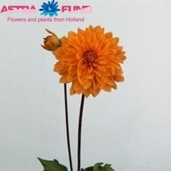 Dahlia 'Market Joy' zdjęcie