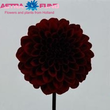 Dahlia 'Night Queen' foto