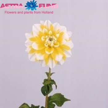 Dahlia 'Osaka' zdjęcie