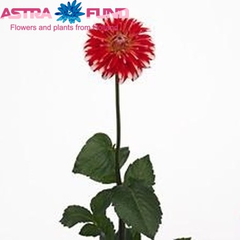 Dahlia 'Picara' Foto