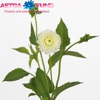 Dahlia Pompon Grp 'White Aster' Foto