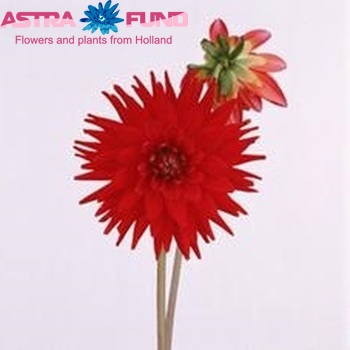 Dahlia 'Red Majoret' Foto