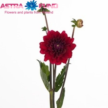 Dahlia 'Red Runner' zdjęcie