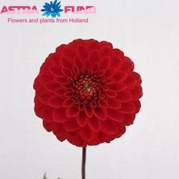 Dahlia 'Salsa' zdjęcie