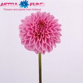 Dahlia 'Sandra' photo