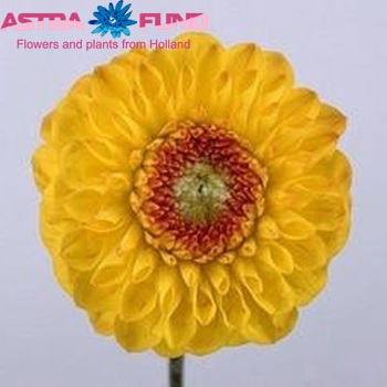 Dahlia 'Sunny Boy' foto