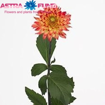 Dahlia 'Tireno' Foto