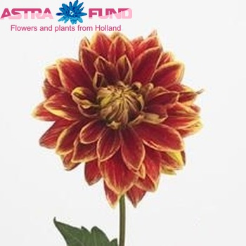 Dahlia Waterlily Grp 'Caballero' foto