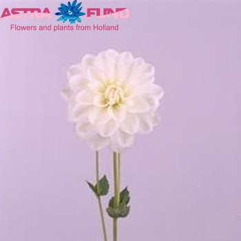 Dahlia 'White Ballet' zdjęcie