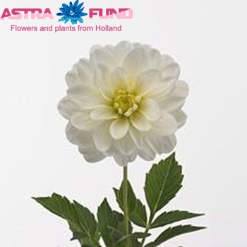 Dahlia 'White Onesta' zdjęcie