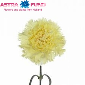 Dianthus standaard Supernova foto