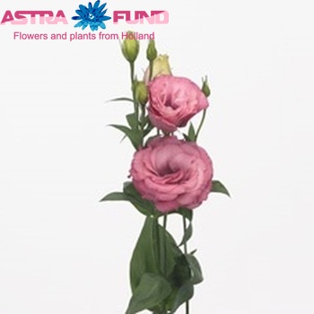Eustoma russellianum gevuldbloemig 'Advantage Cherry Sorbet' photo