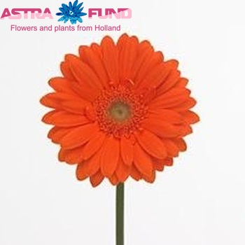 Gerbera grootbloemig Dawn zdjęcie
