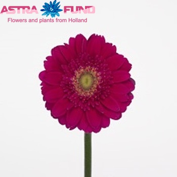 Гербера мини Blue Velvet фото