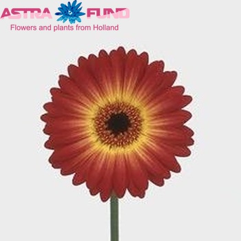 Gerbera mini Charming photo