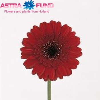 Gerbera mini 'Explosiv' photo