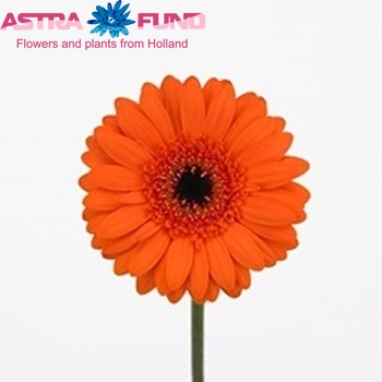 Gerbera mini Lenn photo