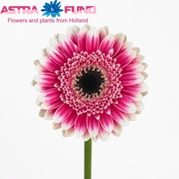 Gerbera mini 'Lucia' photo