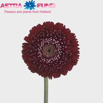 Gerbera mini Madness photo