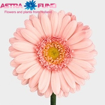 Gerbera mini Magic Light photo