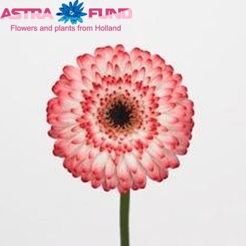 Gerbera mini 'Marloes' photo