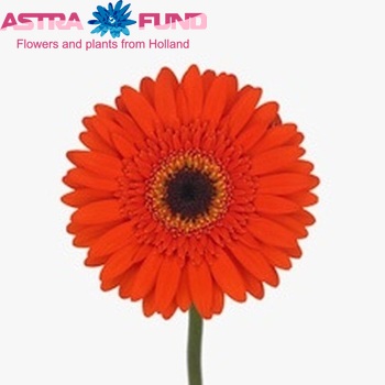 Gerbera mini Pokerface photo