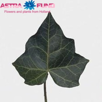 Hedera helix (blad) photo